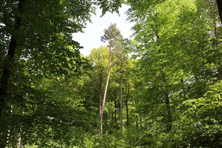 Wald Basics für Waldbesitzerinnen - von Frauen für Frauen im Herbst 2026